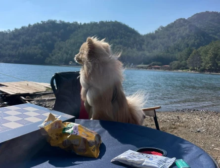Poomerian Boo Eğitimli Köpeğime Eş Arıyorum - 118966714