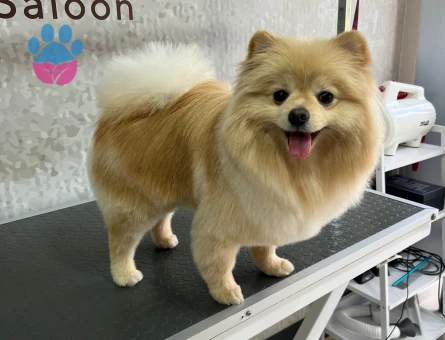 Poomerian Boo Eğitimli Köpeğime Eş Arıyorum