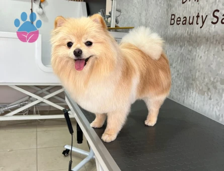 Poomerian Boo Eğitimli Köpeğime Eş Arıyorum