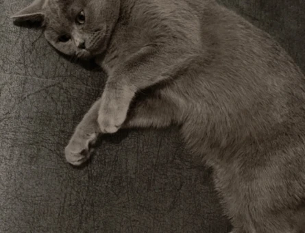 1 Yaşında British Shorthair Eş Arıyor - 118966715