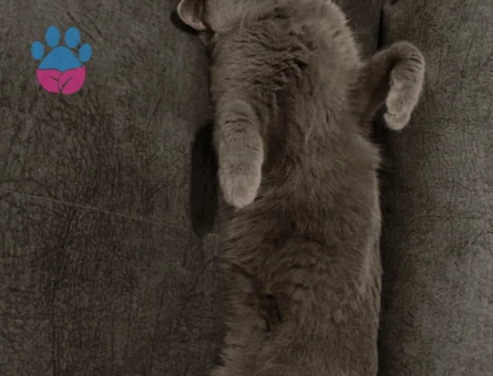 1 Yaşında British Shorthair Eş Arıyor