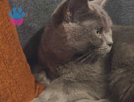 1 Yaşında British Shorthair Eş Arıyor