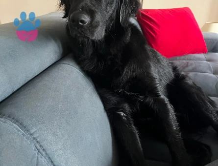 Kızımız Masal’a eş arıyoruz