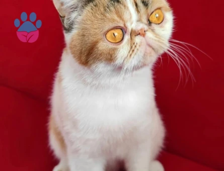 Kızım Şila'ya eş arıyorum