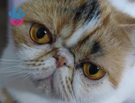 Kızım Şila'ya eş arıyorum