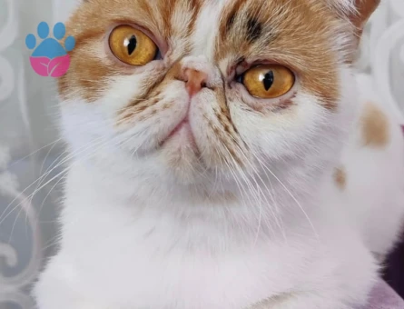 Kızım Şila'ya eş arıyorum