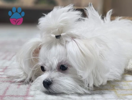 Maltese Gelin Arıyoruz