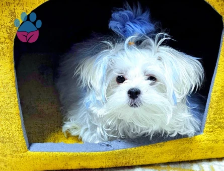 Maltese Gelin Arıyoruz