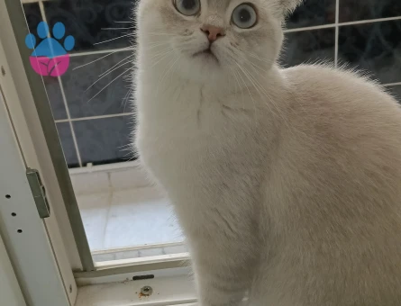 British Shorthair Kızım Maya Eş Arıyor