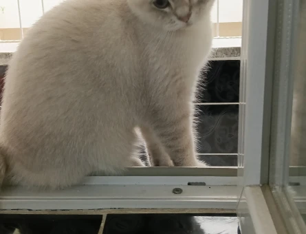 British Shorthair Kızım Maya Eş Arıyor - 118983507