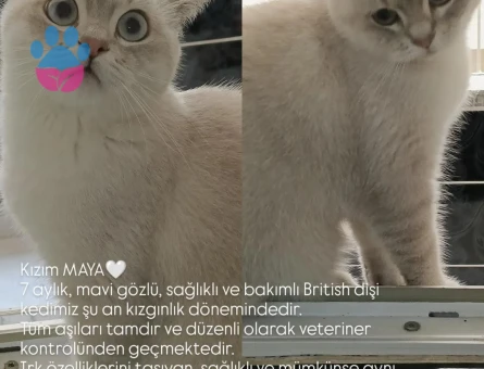 British Shorthair Kızım Maya Eş Arıyor