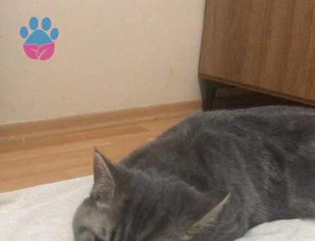 Erkek Kedime dişi arıyorum