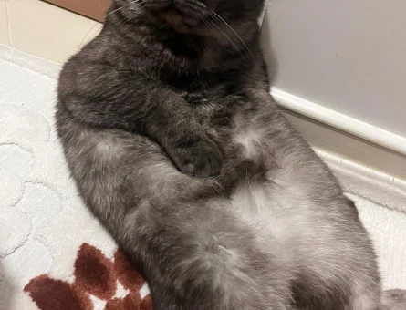 Scottish Fold aslanıma eş arıyoruz - 118983514