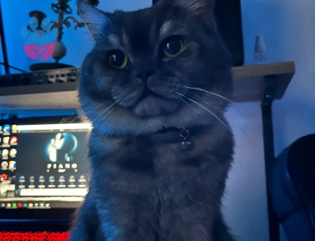 Scottish Fold aslanıma eş arıyoruz