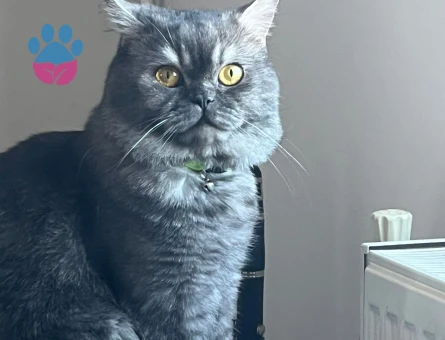 Scottish Fold aslanıma eş arıyoruz