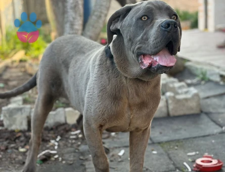 10 Ayılık Cane Corso Eş Arıyor