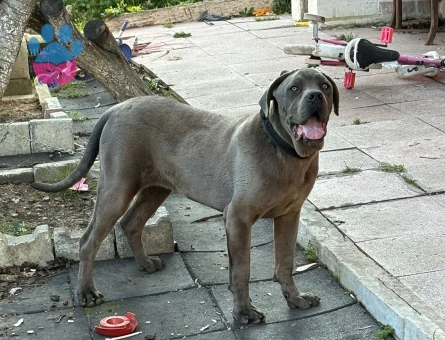 10 Ayılık Cane Corso Eş Arıyor