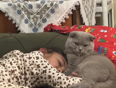 Scottish Fold Oğlumuza eş arıyoruz - 118983522