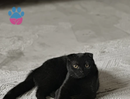 Şecereli Scottish Fold Oğlumuza eş arıyoruz