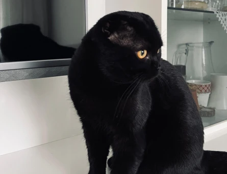 Şecereli Scottish Fold Oğlumuza eş arıyoruz - 118968900