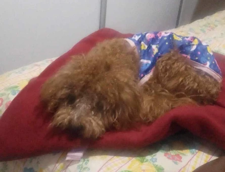Poodle Oğluma Eş Arıyorum - 118968907
