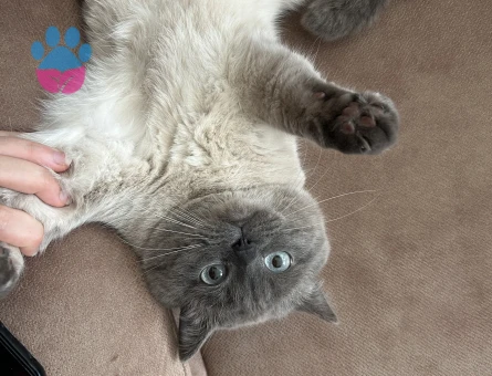 British Shorthair 2 Yaşında Eş Arıyor