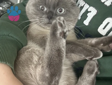 British Shorthair 2 Yaşında Eş Arıyor