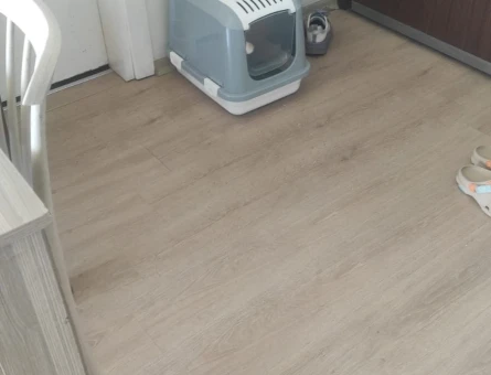 Scottish 7aylık erkek bal renginde - 118968913