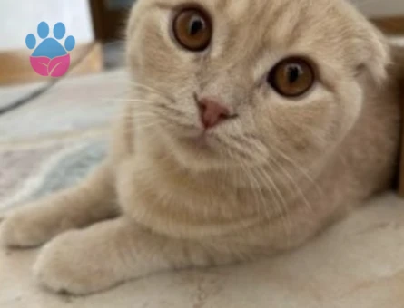 Scottish 7aylık erkek bal renginde