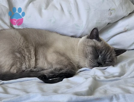 Luci Bey İçin Eş Aranıyor