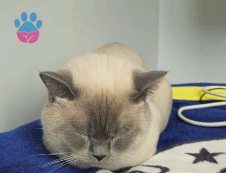 Luci Bey İçin Eş Aranıyor