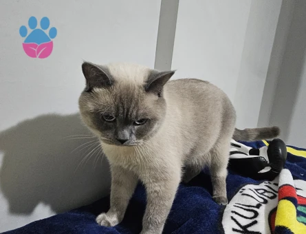 Luci Bey İçin Eş Aranıyor