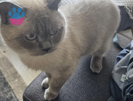 Luci Bey İçin Eş Aranıyor