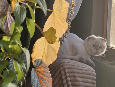 Scottish fold dişi çiftleştirme - 118968918