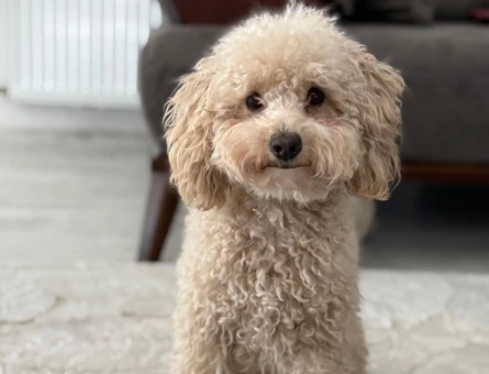 Poodle eş arıyorum - 118977271