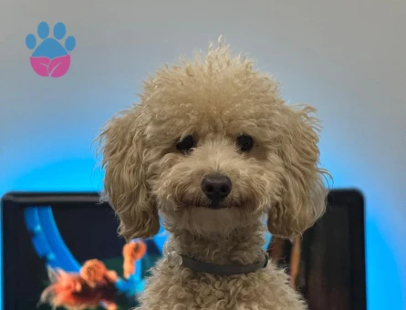 Poodle eş arıyorum