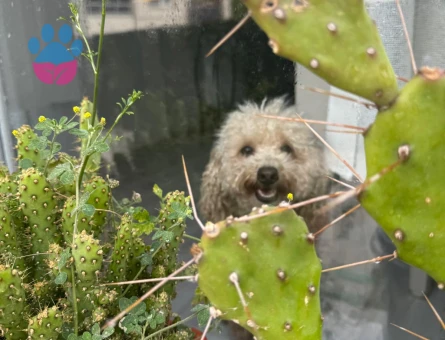 Poodle eş arıyorum