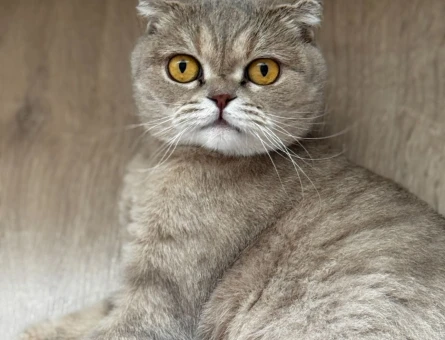 Scottish fold kızımıza eş arıyoruz - 118977279