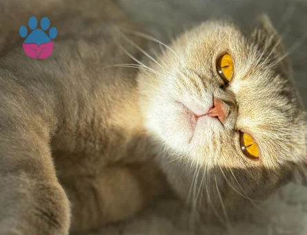 Scottish fold kızımıza eş arıyoruz