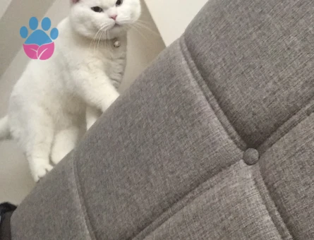 British Shorthair Güzel Oğlum Eş Arıyor