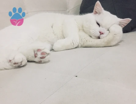 British Shorthair Güzel Oğlum Eş Arıyor