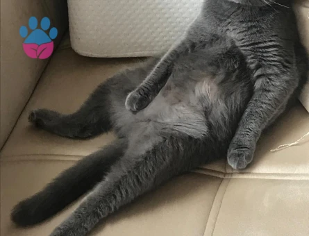 4 Yaşından Scottish Fold Kızıma Eş Arıyorum