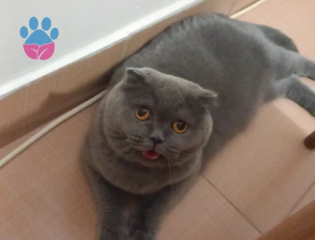 4 Yaşından Scottish Fold Kızıma Eş Arıyorum