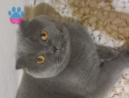 4 Yaşından Scottish Fold Kızıma Eş Arıyorum