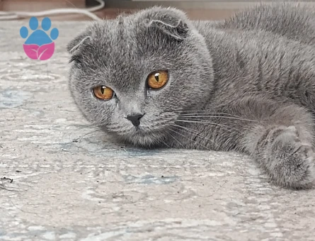 Scottish Fold 1 Yaşında Kedime Eş Arıyorum