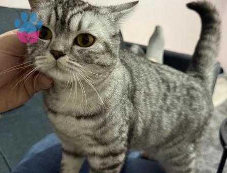 British Shorthair 1,5 Yaşında Kedime Eş Arıyorum