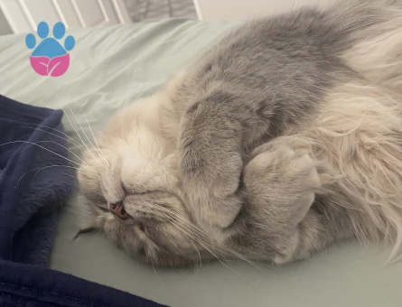 British Longhair 1 Yaşında Kedime Eş Arıyorum