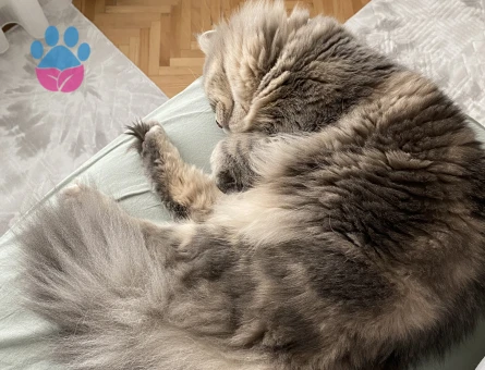 British Longhair 1 Yaşında Kedime Eş Arıyorum