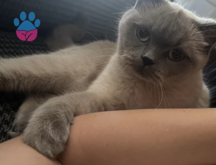 3 Yaşında Scottish Fold Kedim Eş Arıyor