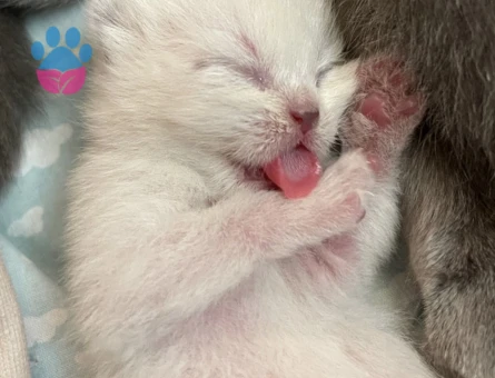 3 Yaşında Scottish Fold Kedim Eş Arıyor